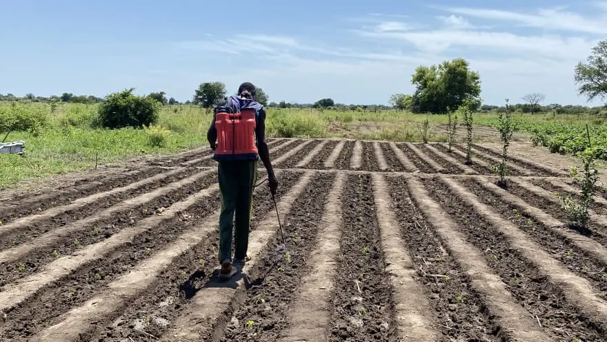 Sécheresse prolongée : les agriculteurs du Moyen-Chari confrontés à un retard des pluies pour la campagne 2026-2027