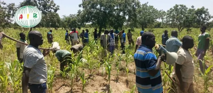 Solidarité au Burkina Faso : la population de Boussou cultive un champ pour soutenir les forces de sécurité