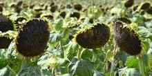 La filière sucrière guadeloupéenne face à une crise climatique qui menace sa pérennité
