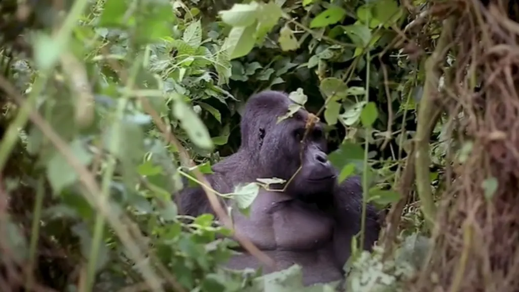 Le parc de Kahuzi‑Biega, site UNESCO menacé, lutte pour sauver les gorilles de Grauer au cœur du conflit armé en RDC