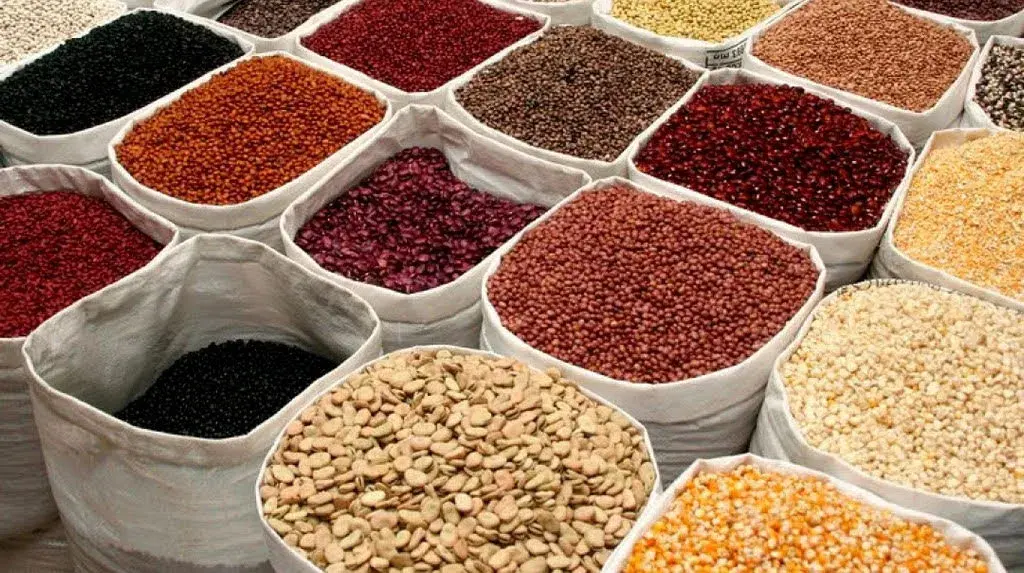Souveraineté alimentaire au Sénégal : l'Isra intensifie la production de semences certifiées à Kolda