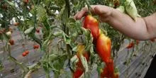 Les canicules estivales font chuter les rendements agricoles français à des niveaux historiques