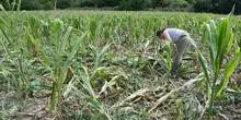 La sécheresse force la France à puiser dans son budget 2026 pour sauver ses agriculteurs en détresse
