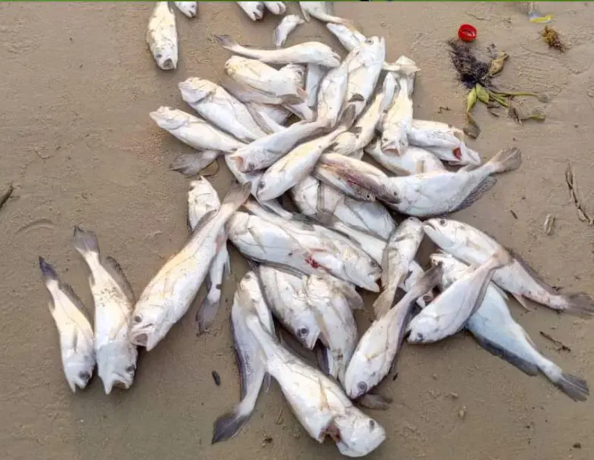 Le Nigeria réduit sa facture d'importation de poisson tout en interrogeant sa souveraineté halieutique