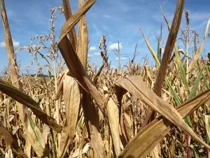Climat, guerres en Ukraine et au Moyen-Orient : l'indice FAO des prix alimentaires repart à la hausse