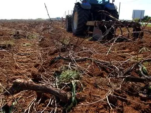 Crise viticole en France : l'Occitanie en première ligne face à l'arrachage massif des vignes