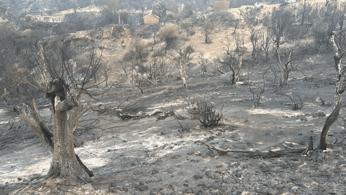 Le gouvernement algérien lance une indemnisation massive des victimes des incendies d'août, avec un objectif de finalisation d'ici septembre 2026